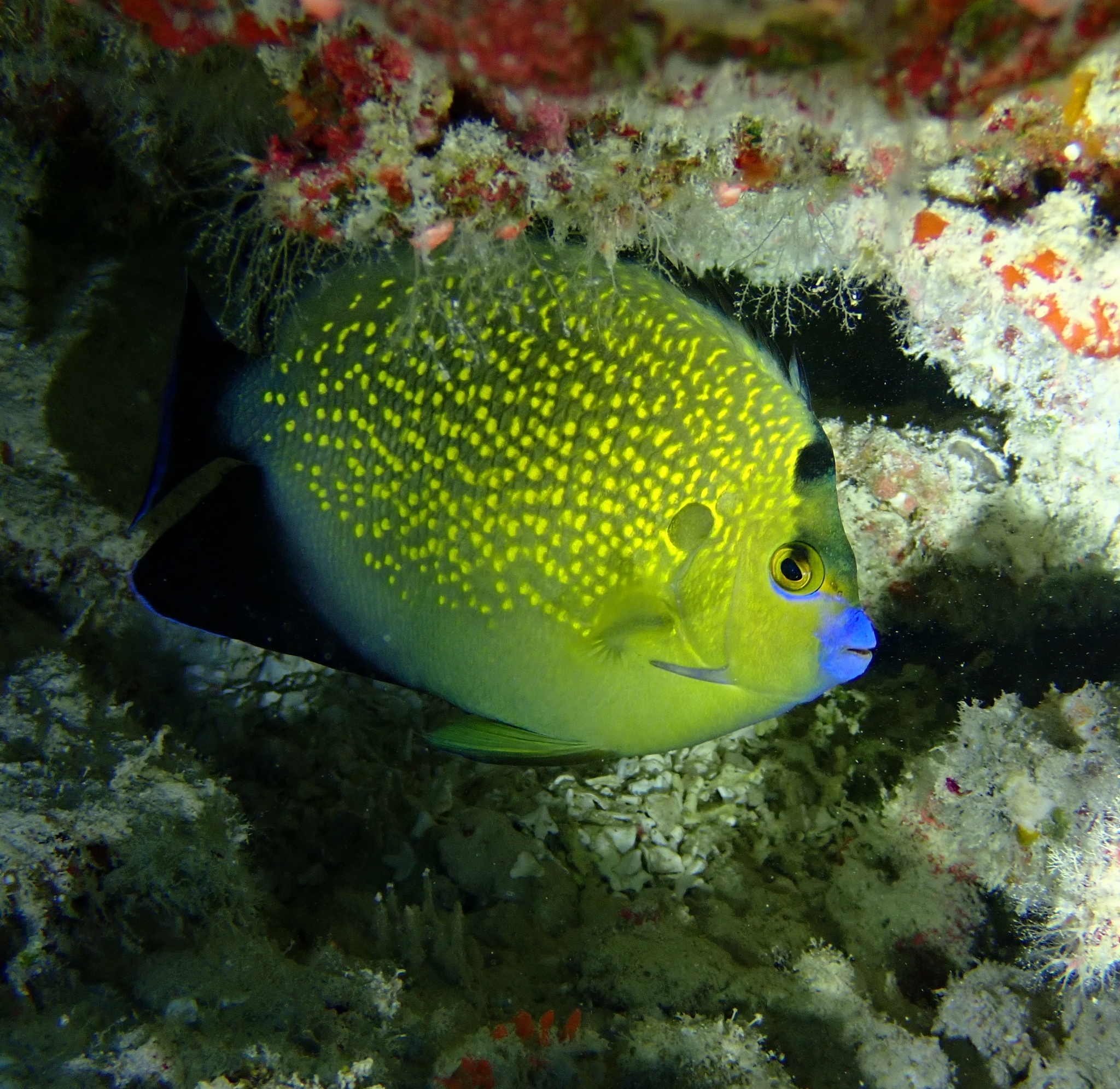 Apolemichthys xanthopunctatus (Apolemichthys xanthopunctatus) |commons:File:Apolemichthys xanthopunctatus 341236143.jpg