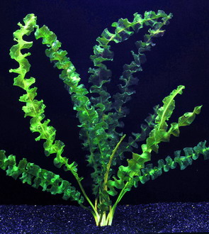 Aponogeton Capuronii (Aponogeton capuronii) |commons:File:Aponogeton capuronii.jpg