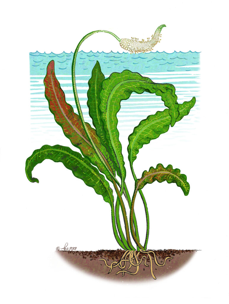 Aponogeton Rigidifolius (Aponogeton rigidifolius) |commons:File:Aponogeton rigidifolius.jpg
