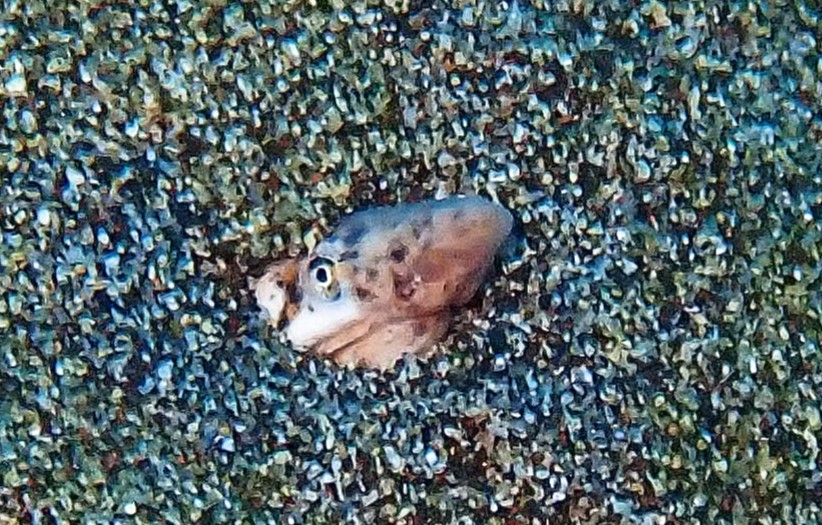 Apterichtus anguiformis (Apterichtus anguiformis) |commons:File:Apterichtus anguiformis 455893513.jpg