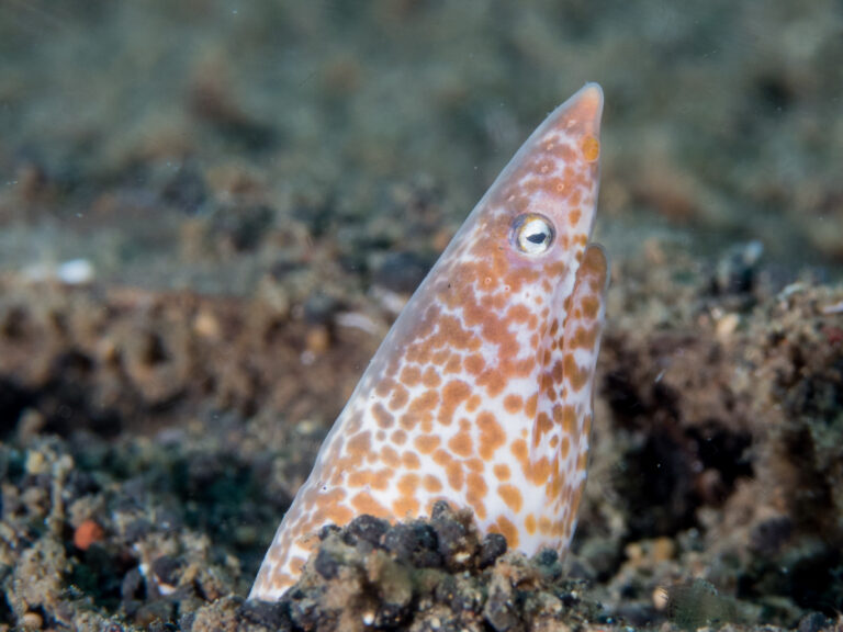 Apterichtus klazingai (Apterichtus klazingai) |commons:File:Sharpsnout snake eel (Apterichtus klazingai) (28487993768).jpg
