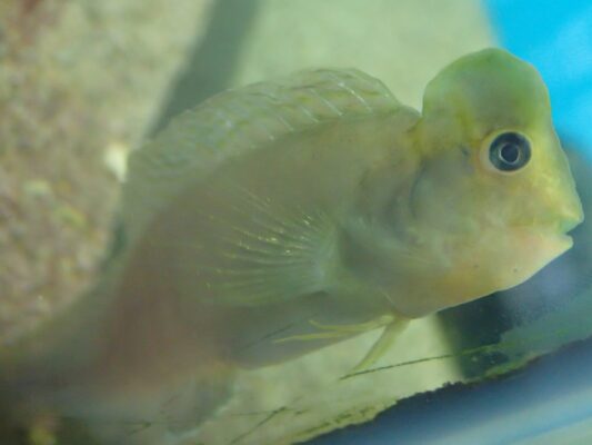 Arab Blenny (Omobranchus fasciolatus) |commons:File:Omobranchus fasciolatoceps.jpg