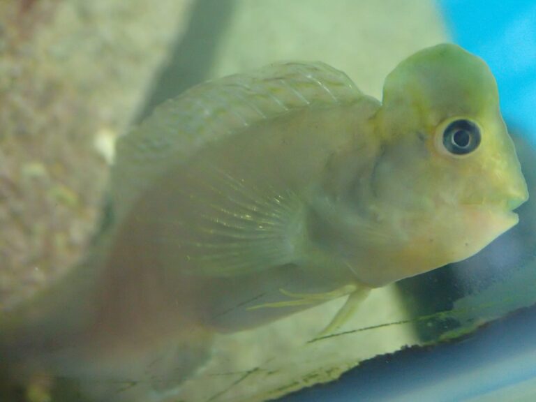 Arab Blenny (Omobranchus fasciolatus) |commons:File:Omobranchus fasciolatoceps.jpg