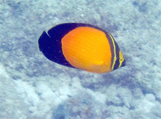 Arabian Butterflyfish (Chaetodon melapterus) |commons:File:Chaetodon melapterus.JPG