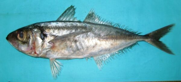 Arabian Scad (Trachurus indicus) |commons:File:Trachurus indicus.jpg
