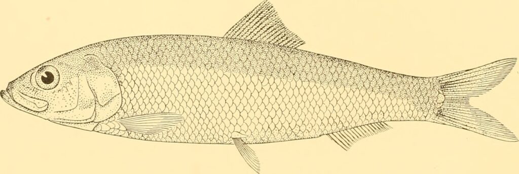 Araucanian Herring (Strangomera bentincki) |commons:File:Strangomera bentincki - Image from page 49 of "Discovery reports" (1937).jpg