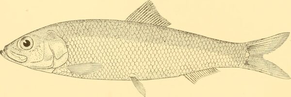Araucanian Herring (Strangomera bentincki) |commons:File:Strangomera bentincki - Image from page 49 of "Discovery reports" (1937).jpg
