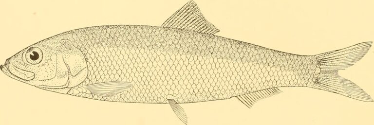 Araucanian Herring (Strangomera bentincki) |commons:File:Strangomera bentincki - Image from page 49 of "Discovery reports" (1937).jpg