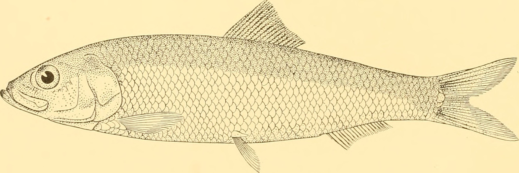 Araucanian Herring (Strangomera bentincki) |commons:File:Strangomera bentincki - Image from page 49 of "Discovery reports" (1937).jpg
