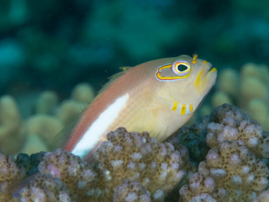 Arc Eye Hawkfish (Paracirrhites arcatus) |commons:File:Arc-eye hawkfish (Paracirrhites arcatus) (48279219212).jpg