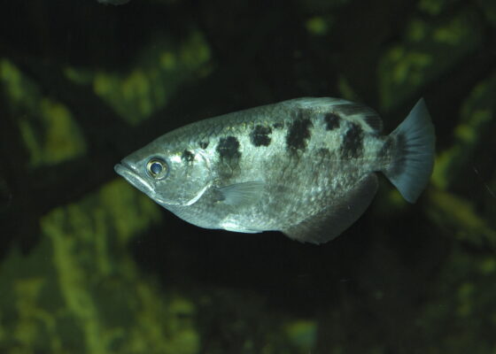 Archer Fish (Toxotes jaculatrix) |commons:File:Schützenfisch (Toxotes jaculatrix) 01.jpg