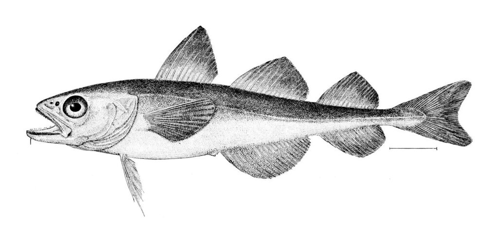 Arctic Cod (Boreogadus saida) |commons:File:Boreogadus saida.jpg