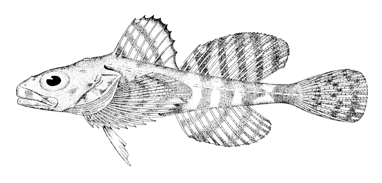 Arctic Hookear Sculpin (Artediellus uncinatus) |commons:File:Artediellus uncinatus.jpg