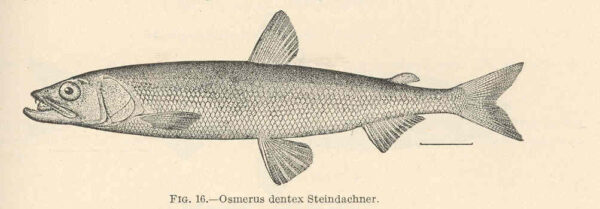 Arctic Rainbow Smelt (Osmerus dentex) |commons:File:FMIB 39335 Osmerus dentex Steindachner.jpeg