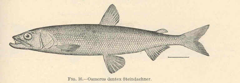 Arctic Rainbow Smelt (Osmerus dentex) |commons:File:FMIB 39335 Osmerus dentex Steindachner.jpeg