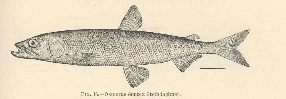 Arctic Rainbow Smelt (Osmerus dentex) |commons:File:FMIB 39335 Osmerus dentex Steindachner.jpeg