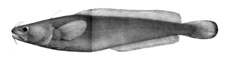 Arctic rockling (Gaidropsarus argentatus) |commons:File:Gaidropsarus argentatus.jpg