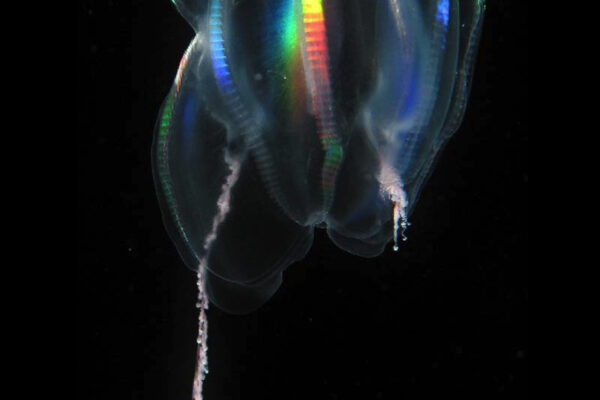 Arctic sea gooseberry Mertensia ovum