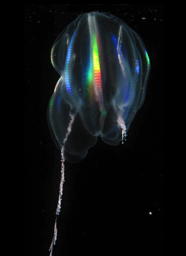 Arctic sea gooseberry Mertensia ovum