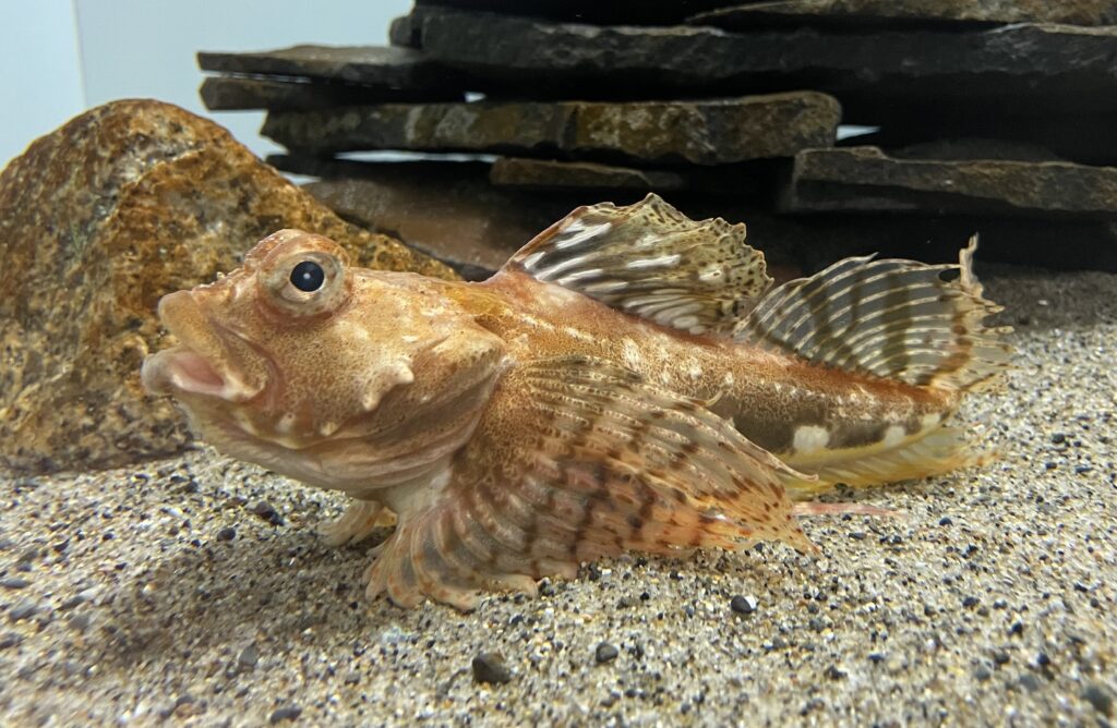 Arctic Staghorn Sculpin (Gymnocanthus tricuspis) |commons:File:Gymnocanthus tricuspis Kasai aquarium.jpg