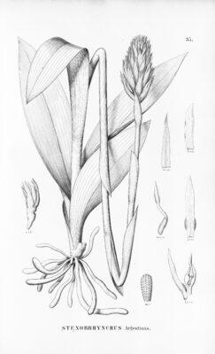 Argentina brasiliensis (Argentina brasiliensis) |commons:File:Sacoila argentina (as Stenorrhynchos argentinum, spelled Stenorrhynchus argentinus) - Flora Brasiliensis 3-4-35.jpg