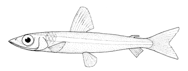 Argentina elongata (Argentina elongata) |commons:File:Argentina elongata (no common name).gif