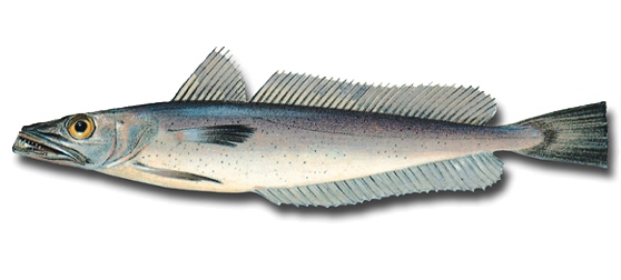 Argentine Hake (Merluccius hubbsi) |commons:File:Merluccius hubbsi.jpg