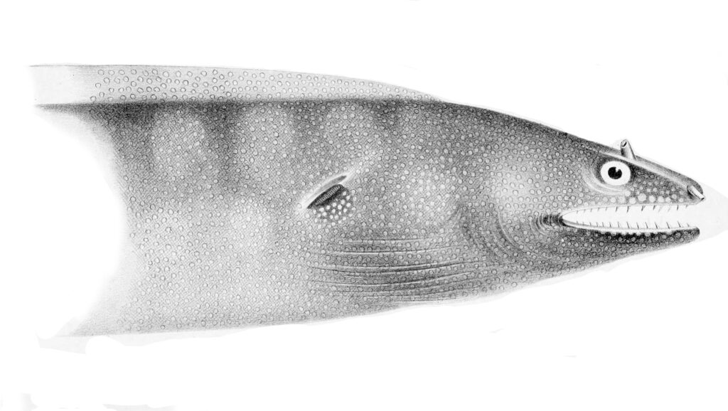 Argus Moray (Muraena argus) |commons:File:Muraena argus.jpg