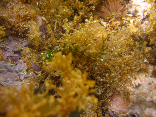 ari baligi (Clinitrachus argentatus) |commons:File:Clinitrachus argentatus 1.png