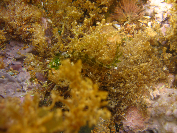 ari baligi (Clinitrachus argentatus) |commons:File:Clinitrachus argentatus 1.png