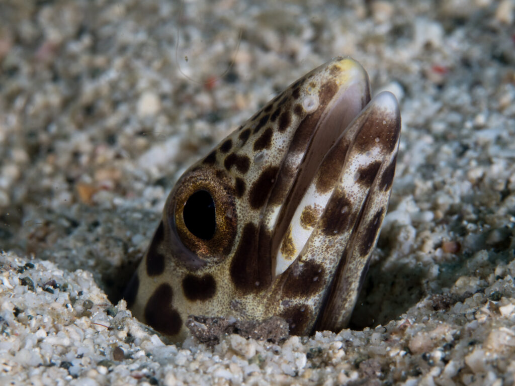 Ariosoma fasciatum (Ariosoma fasciatum) |commons:File:Barred sand conger (Ariosoma fasciatum).jpg