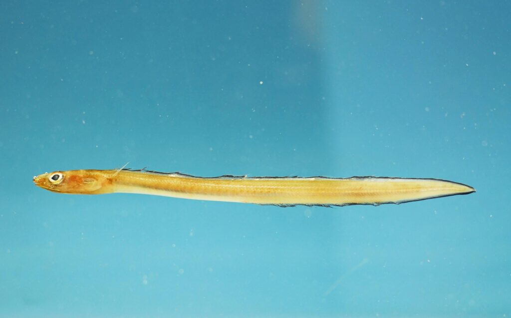 Ariosoma selenops (Ariosoma selenops) |commons:File:Ariosoma selenops.jpg