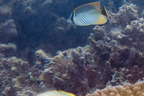 Arlekin Dosya Balığı Oxymonacanthus longirostris
