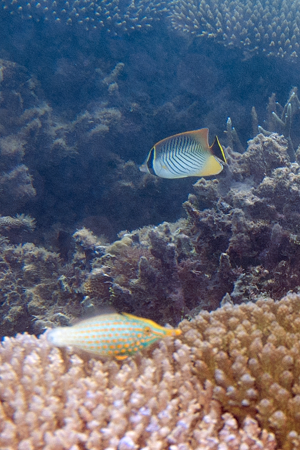 Arlekin Dosya Balığı Oxymonacanthus longirostris