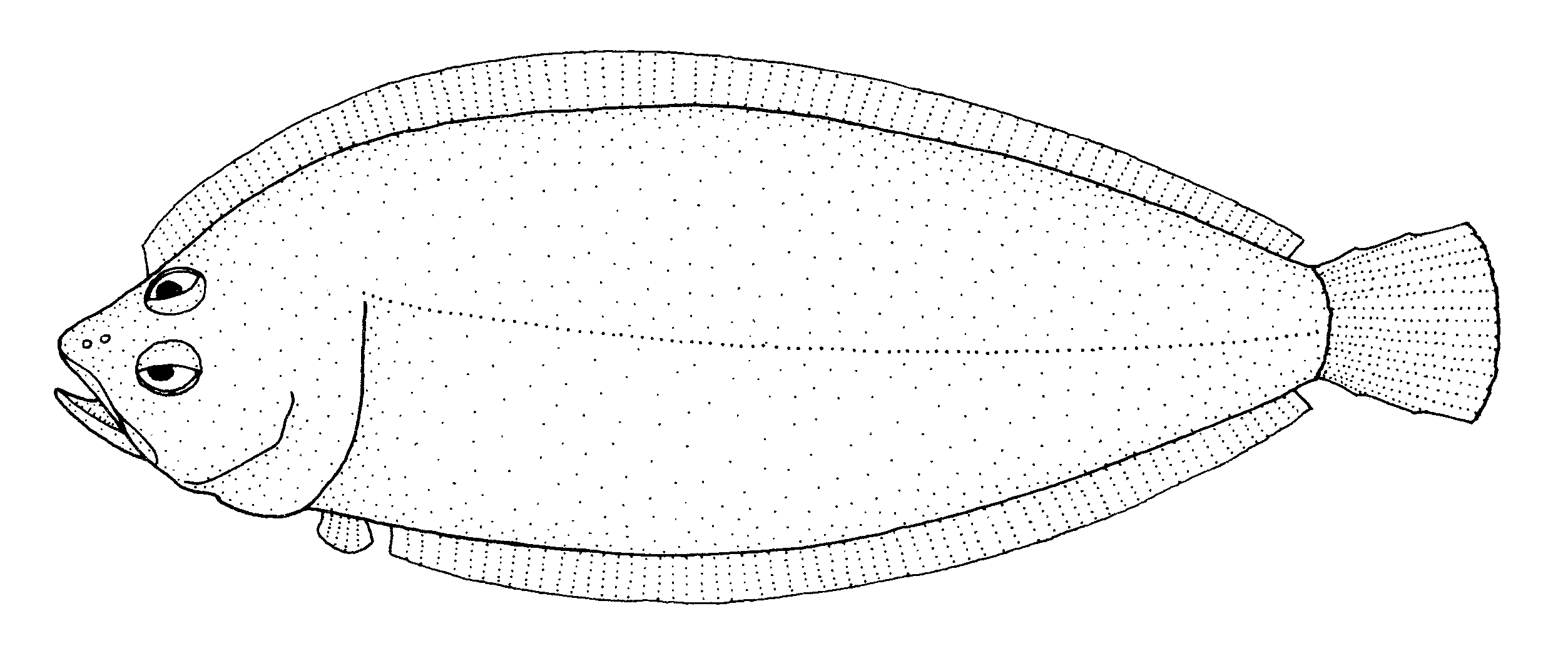 Armless Flounder (Neoachiropsetta milfordi) |commons:File:Neoachiropsetta milfordi (Armless flounder).gif