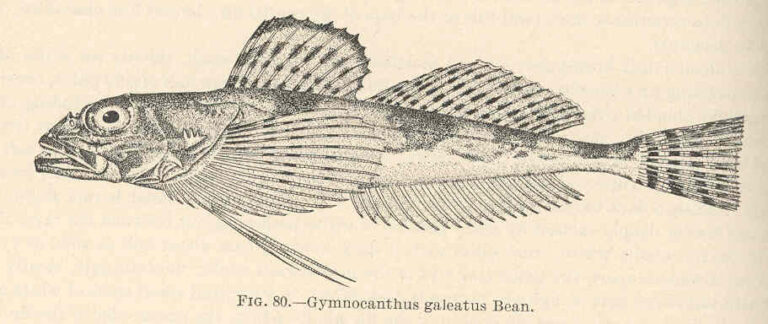 Armorhead Sculpin (Gymnocanthus galeatus) |commons:File:FMIB 39376 Gymnocanthus galeatus Bean.jpeg