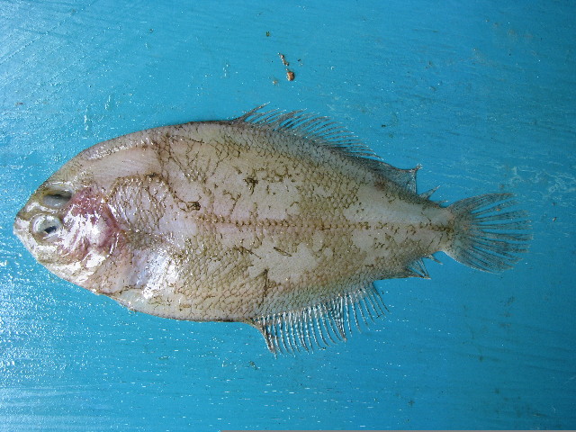 Arnoglossus capensis (Arnoglossus capensis) |commons:File:Arnoglossus capensis.jpg
