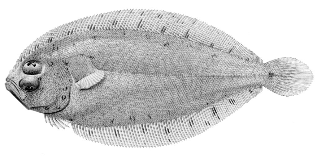 Arnoglossus debilis (Arnoglossus debilis) |commons:File:Arnoglossus debilis.jpg