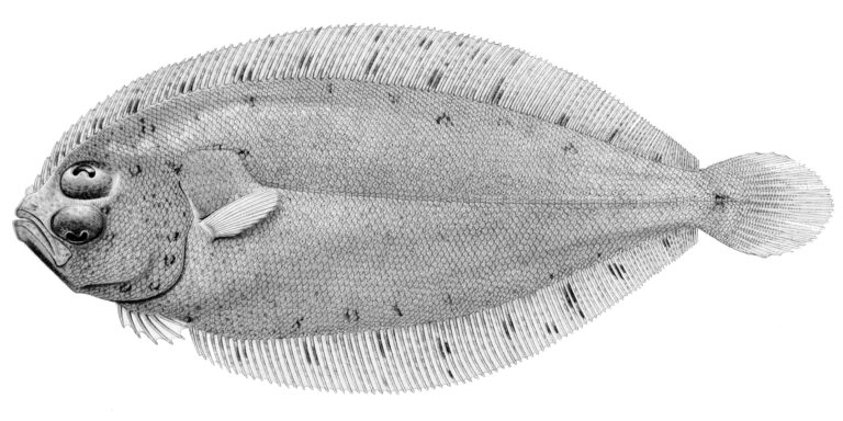 Arnoglossus debilis (Arnoglossus debilis) |commons:File:Arnoglossus debilis.jpg