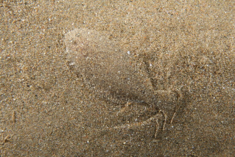 Arnoglossus grohmanni (Arnoglossus grohmanni) |commons:File:Arnoglossus grohmanni.jpg