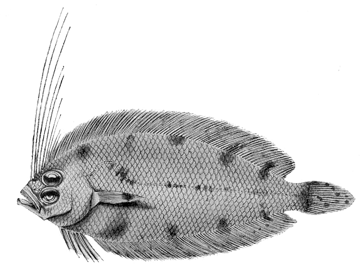 Arnoglossus macrolophus (Arnoglossus macrolophus) |commons:File:Secondary Sexual Characters in FishesbrMale of Arnoglossus macrolophus showing the ornamental crest of prolonged finrays peculiar to the male sex The specimen figured was captured off the Canjam coast in 25 fathoms of wa.png