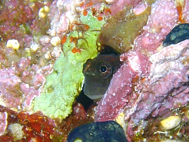 Aron's Blenny (Ecsenius aroni) |commons:File:Ecsenius aroni.jpg