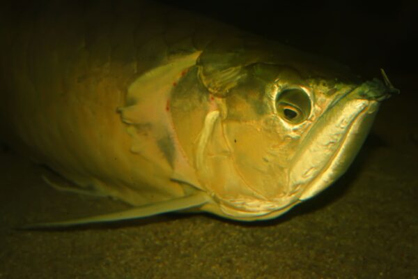 Arowana (Scleropages formosus) |commons:File:Asiatische Gabelbart (Scleropages formosus).jpg