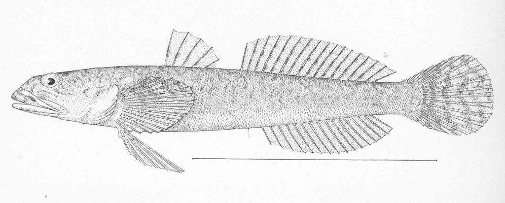 Arrow Goby (Clevelandia ios) |commons:File:FMIB 47929 Clevelandia ios.jpeg