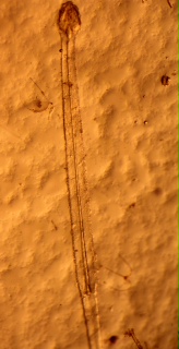 arrow worm Parasagitta elegans