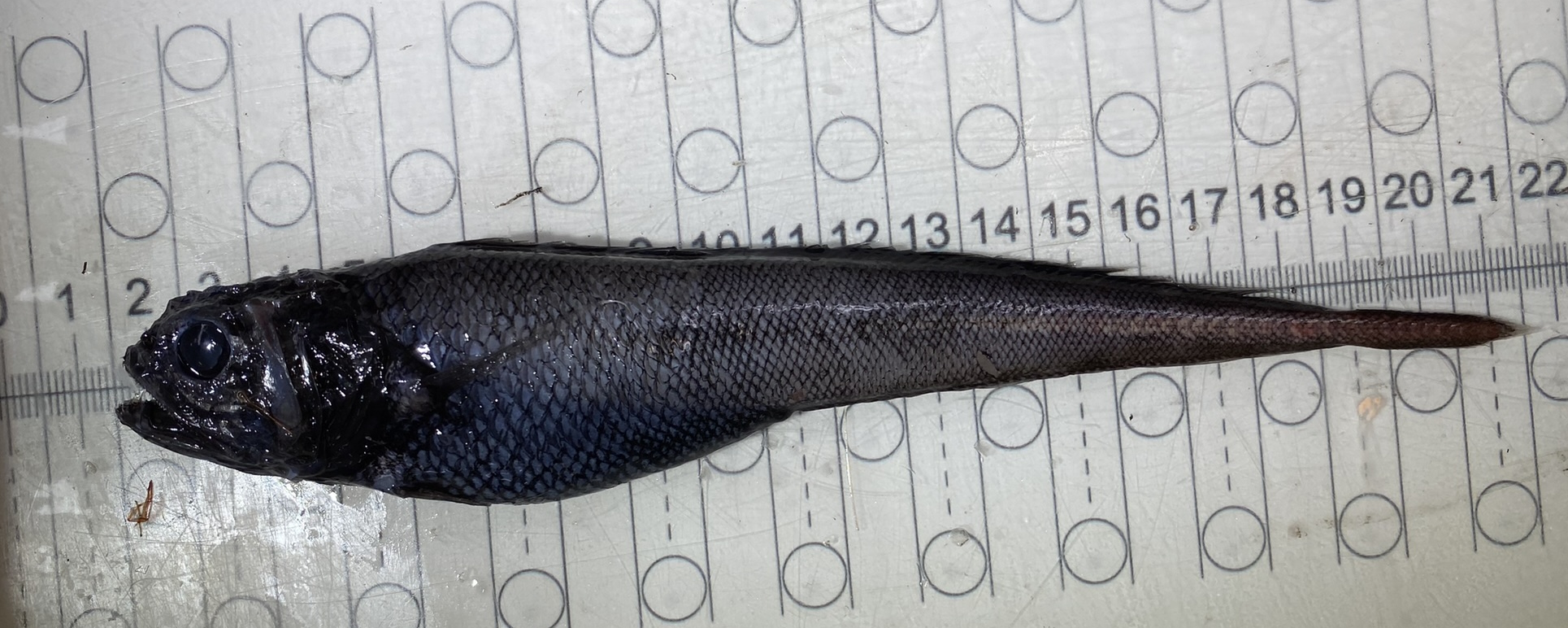 Arrowtail (Melanonus zugmayeri) |commons:File:Melanonus zugmayeri specimen.jpg
