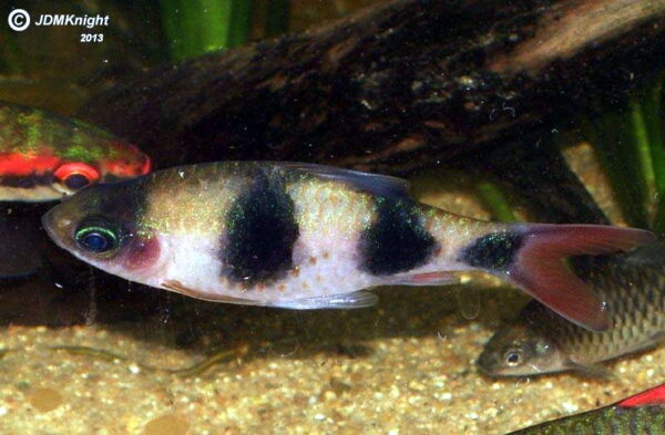 Arulius Barb (Dawkinsia arulius) |commons:File:Dawkinsia arulius -Marcus Knight.jpg