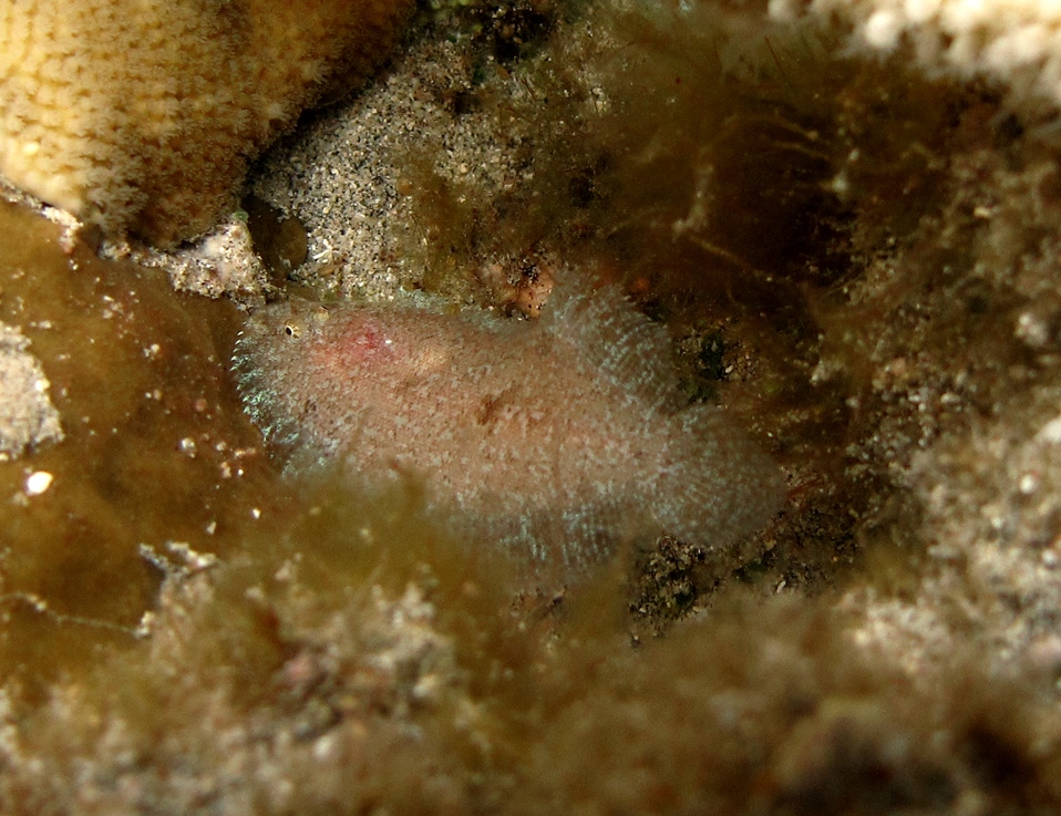 Aseraggodes diringeri (Aseraggodes diringeri) |commons:File:Aseraggodes diringeri.jpg