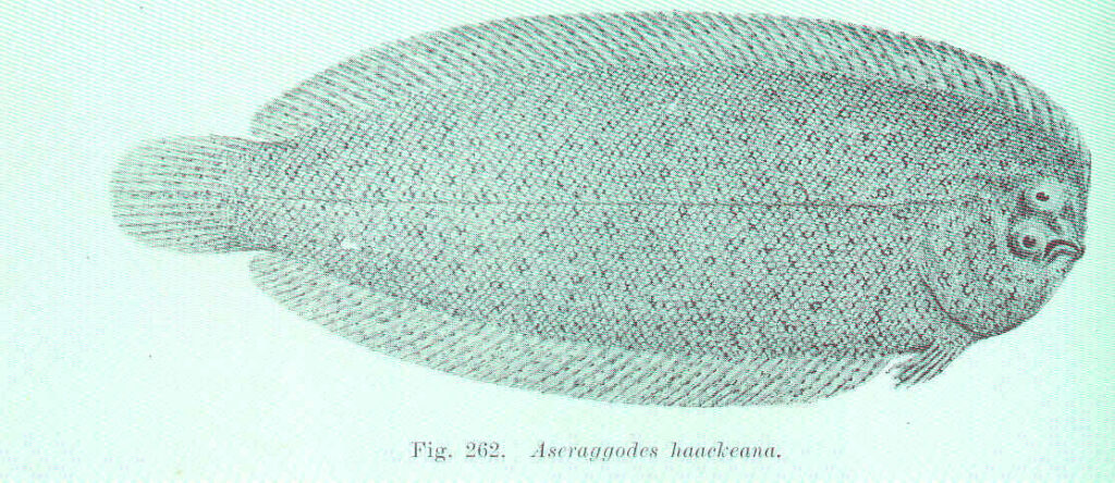 Aseraggodes haackeanus (Aseraggodes haackeanus) |commons:File:FMIB 45748 Aseraggodes haackeana.jpeg