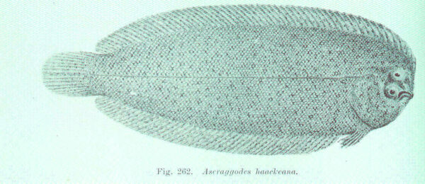 Aseraggodes haackeanus (Aseraggodes haackeanus) |commons:File:FMIB 45748 Aseraggodes haackeana.jpeg
